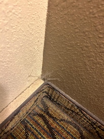 Only God knows how long this spider web been here