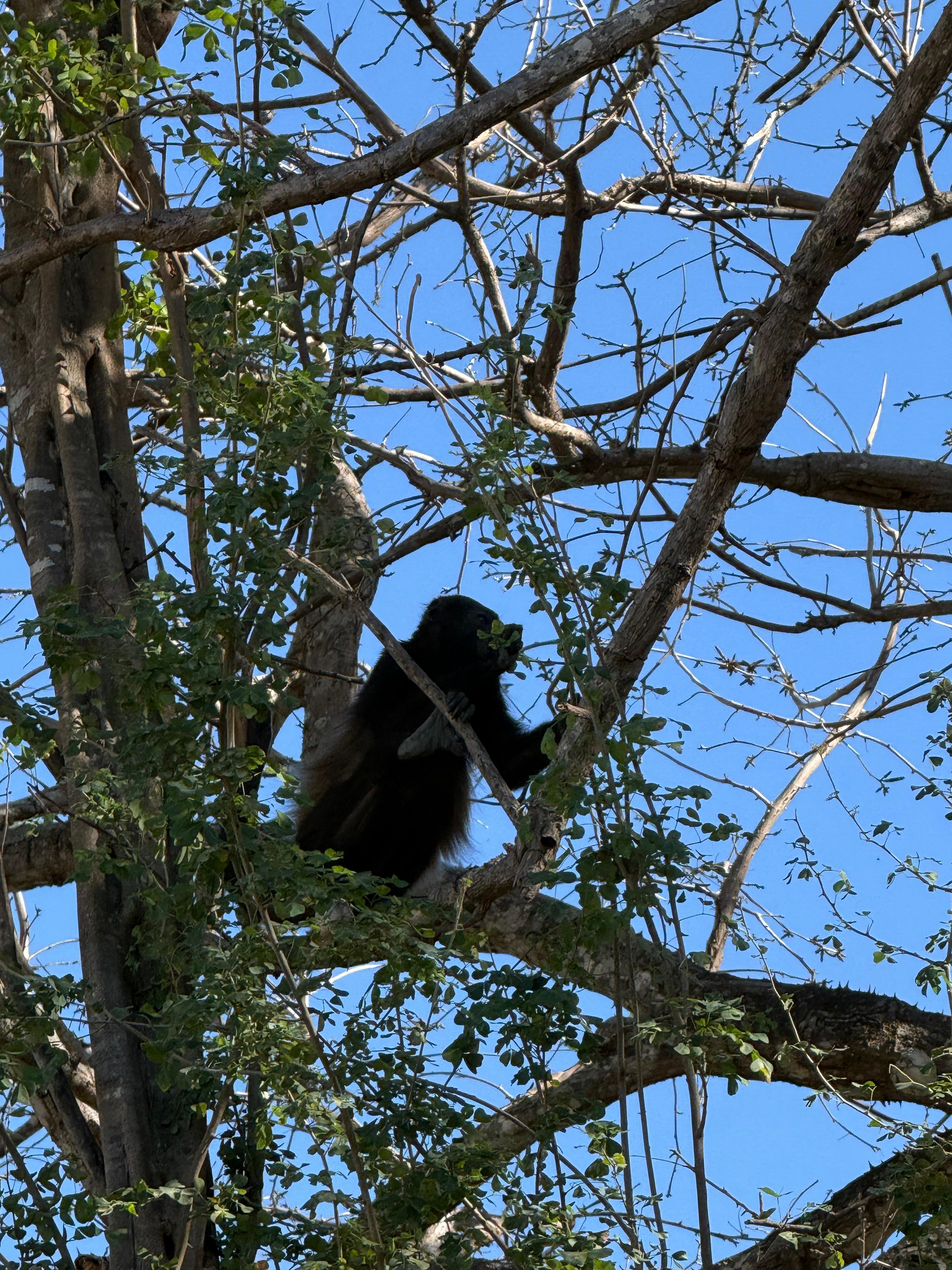 Monkeys in backyard
