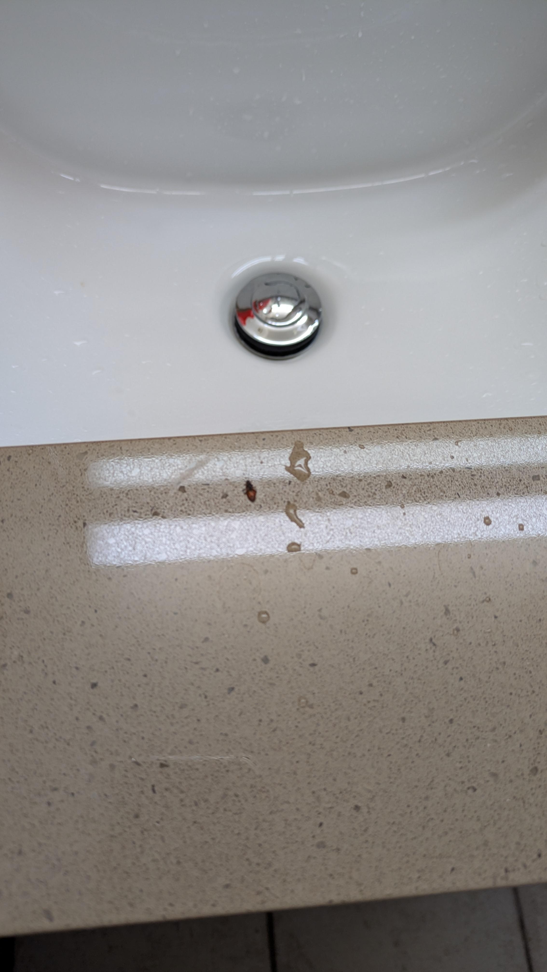 bugs/insets in bedrooms/bathrooms