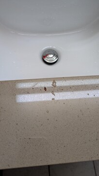 bugs/insets in bedrooms/bathrooms