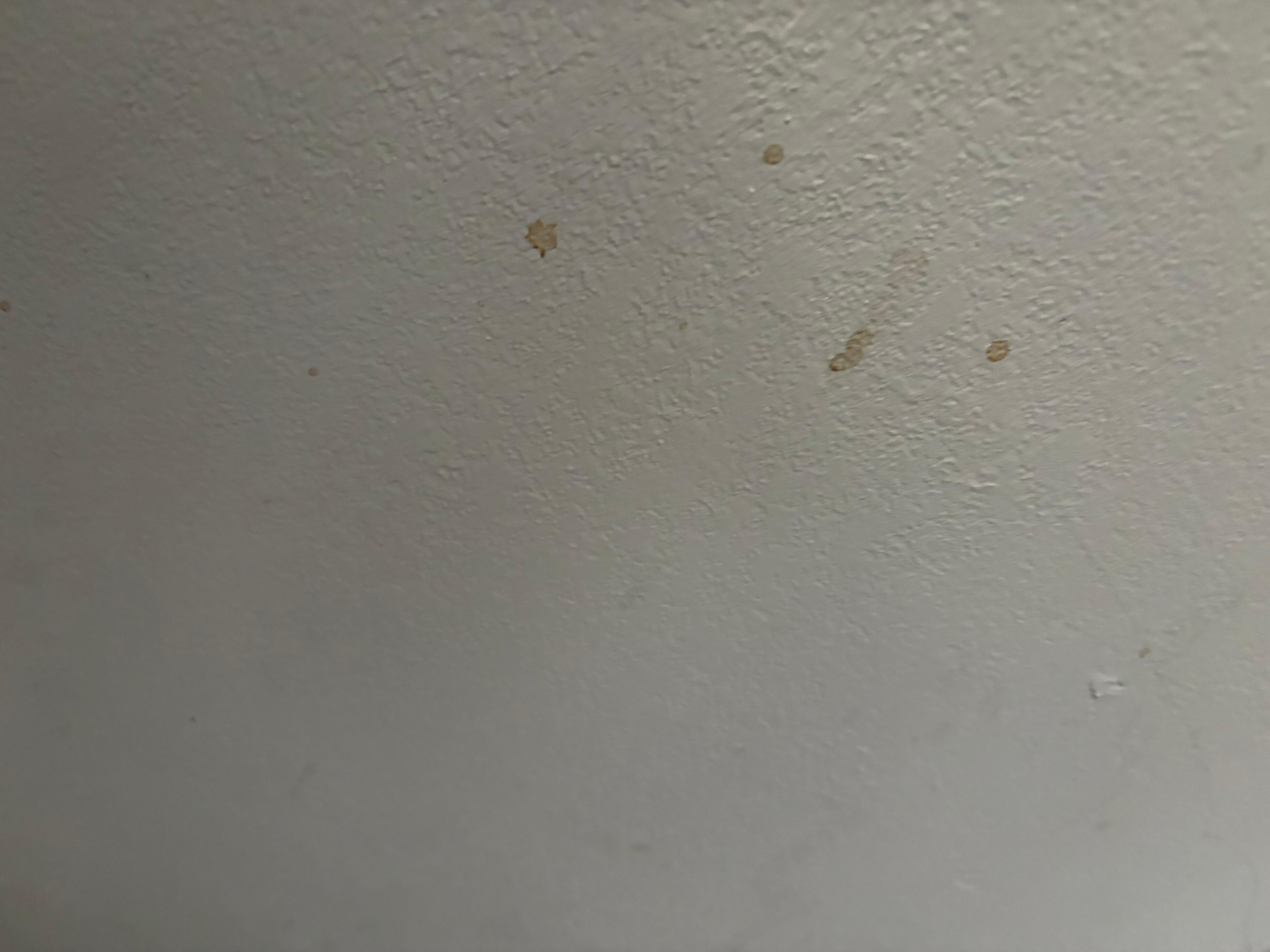 Food on the wall