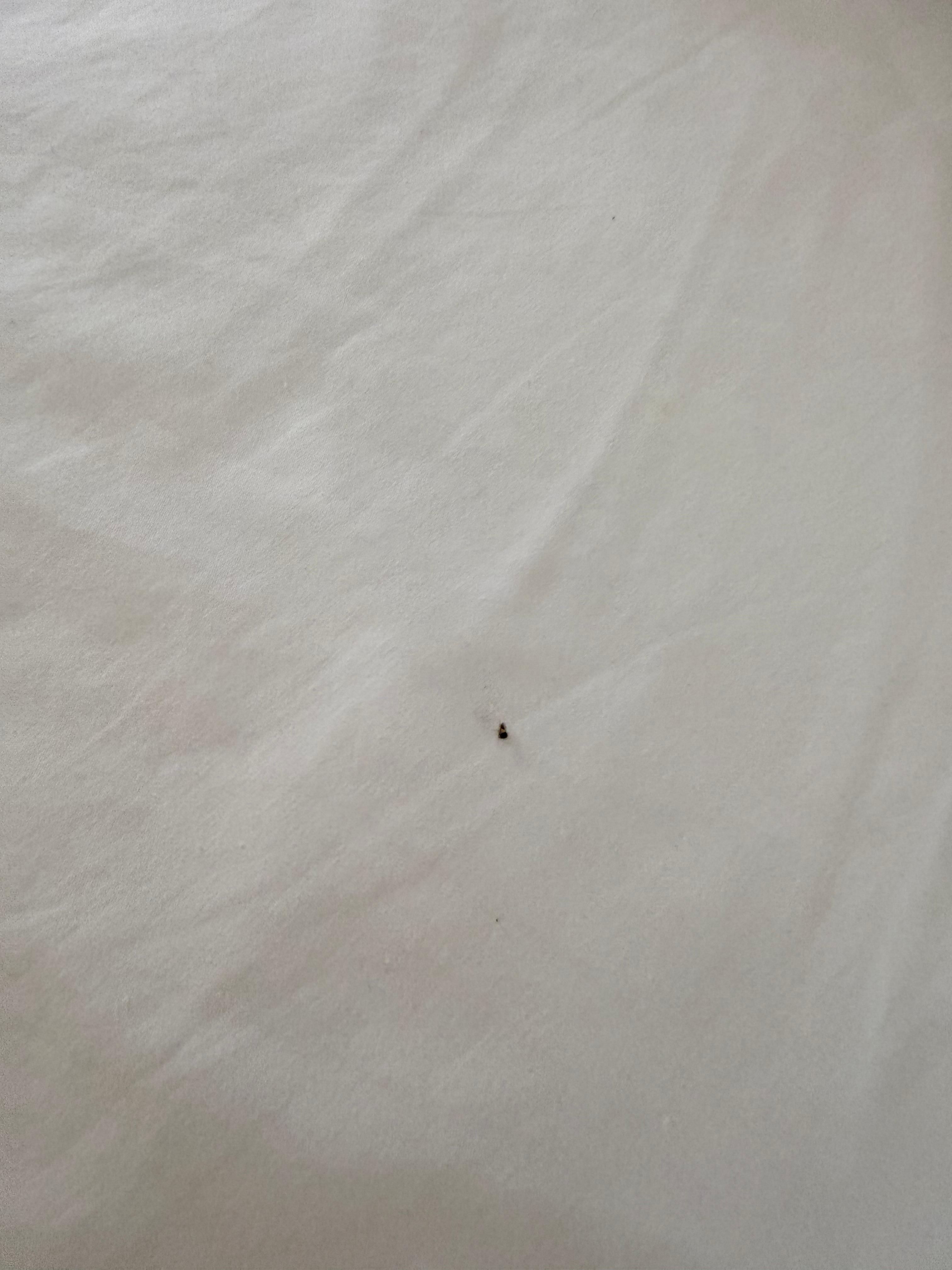 One of many bedbugs or bugs of some kind on the bed. 