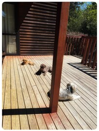 The sun bakers were absolutely besotted :)