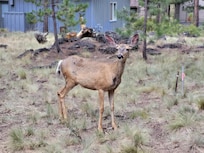 Deer that passed us as we sat on the back deck.