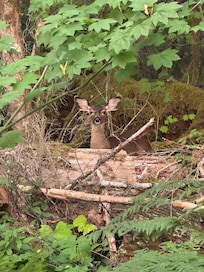 Our friendly visitor.