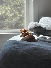 Being dog friendly was very important to us. This is Cess enjoying a sunny window!