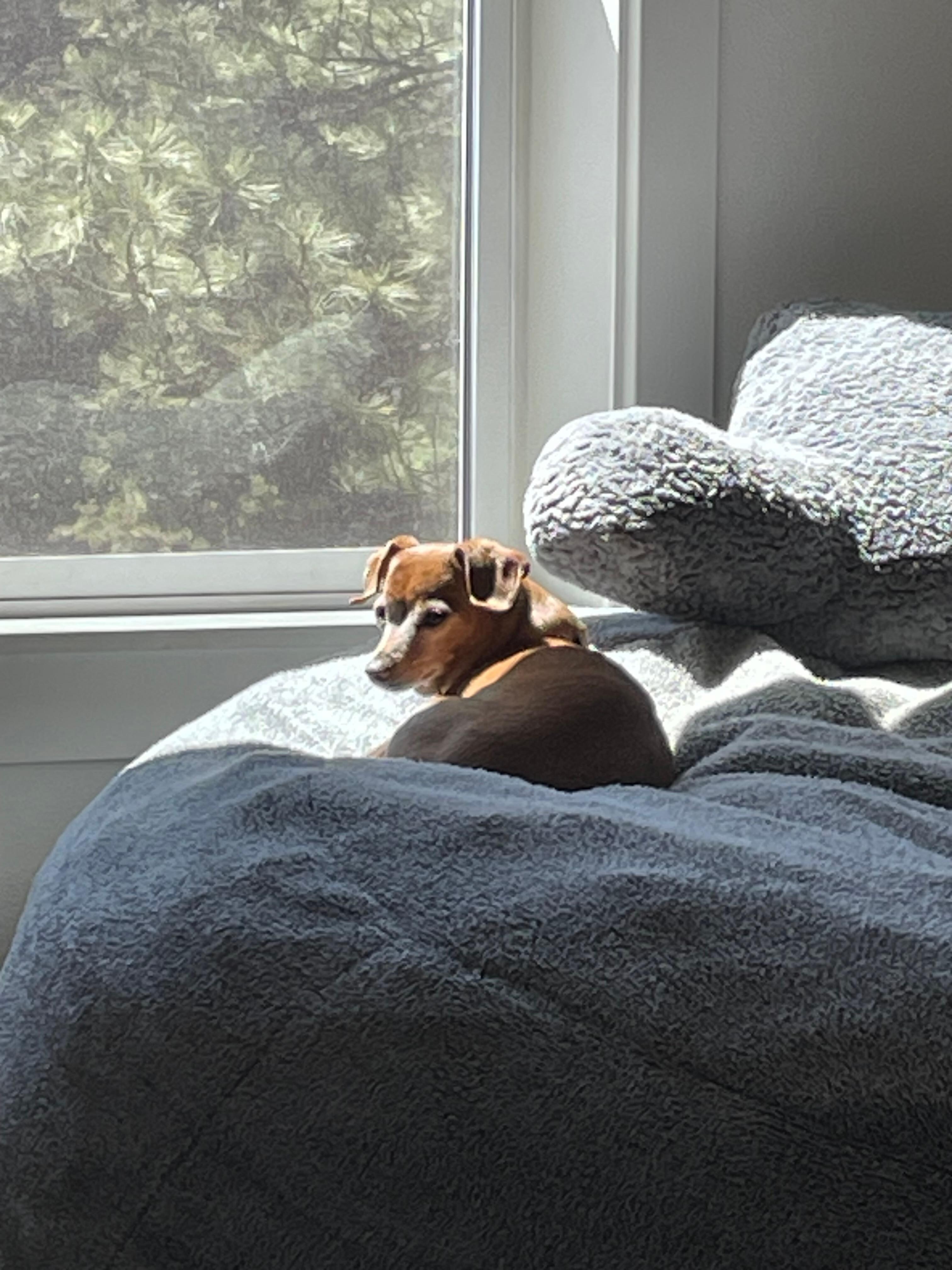 Being dog friendly was very important to us. This is Cess enjoying a sunny window!