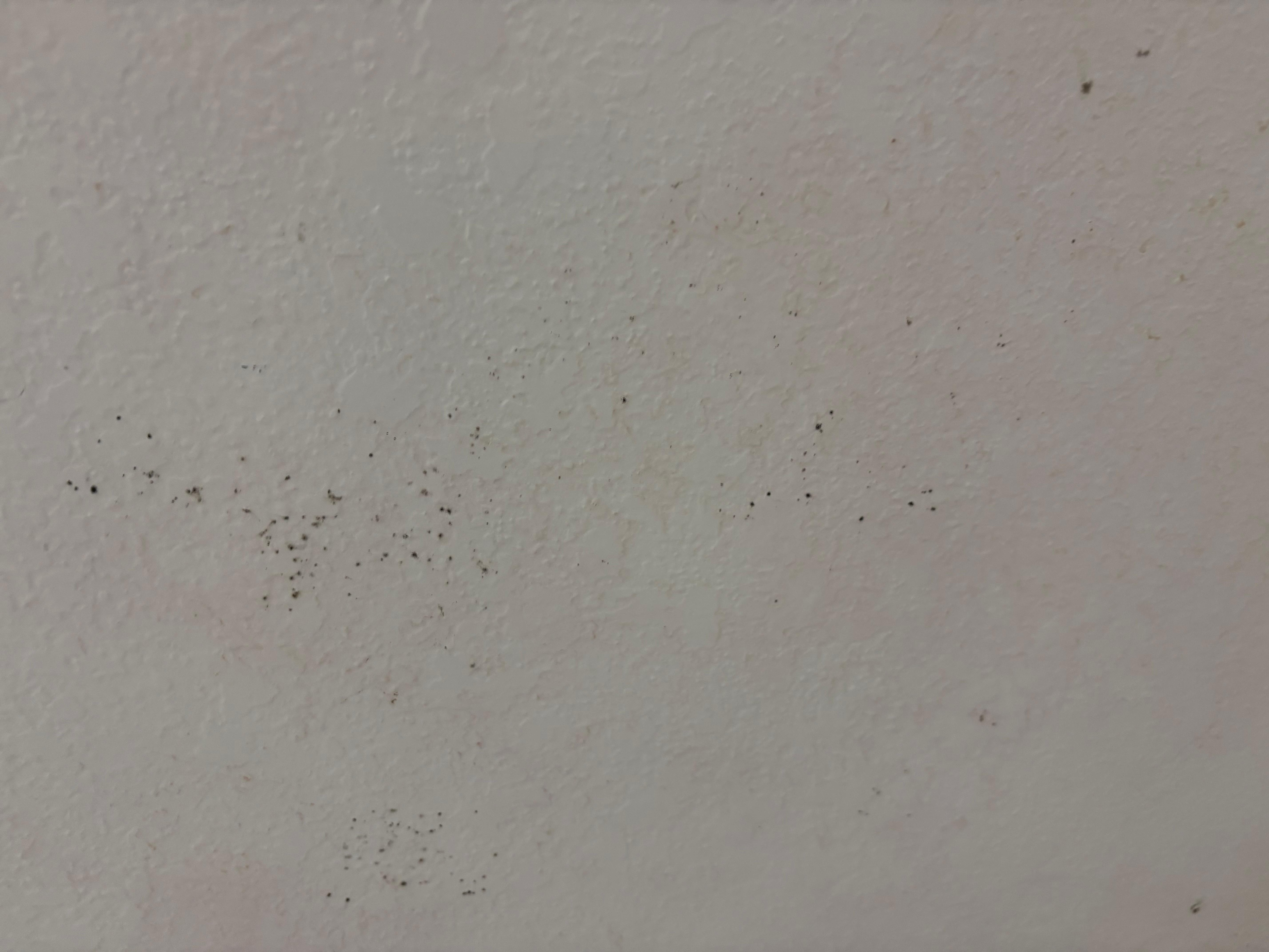 Black mold in the bathroom 