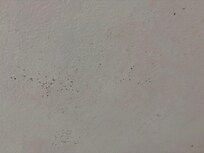 Black mold in the bathroom