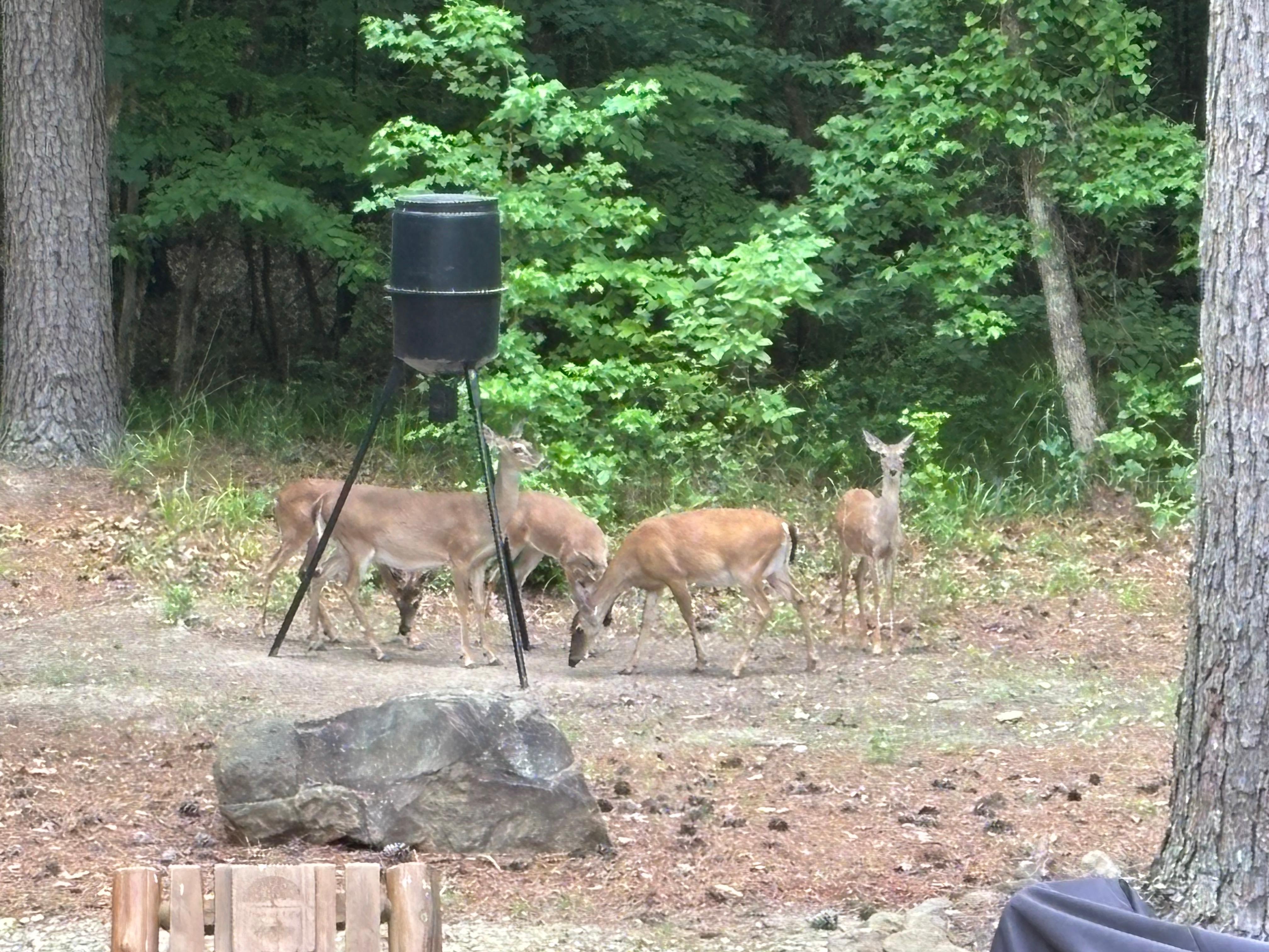 We loved seeing the deer!  One of the highlights of our trip