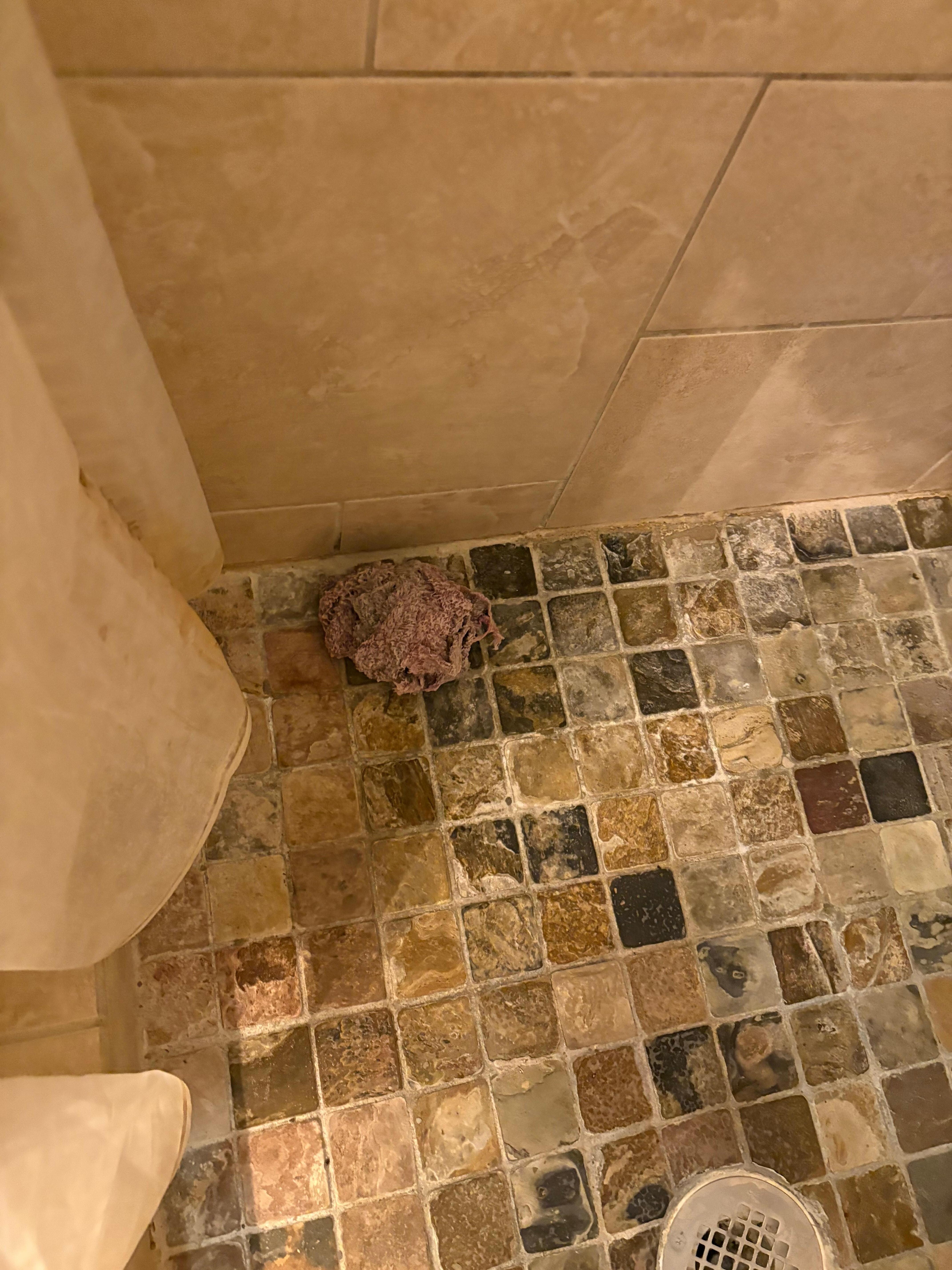 A wash rag in the bottom of the shower that looked like it had been there for a while. Mold on the shower curtain.