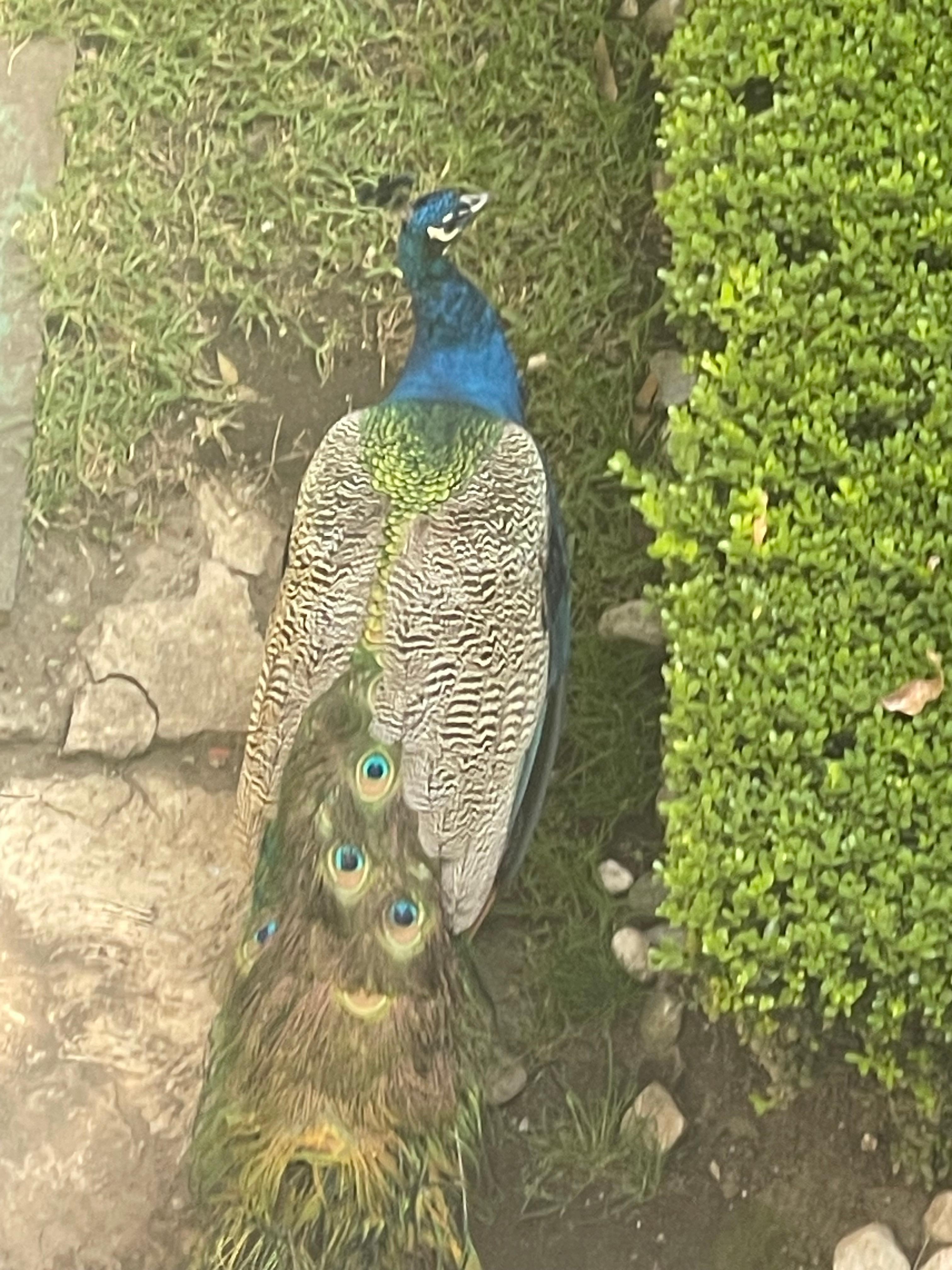 Lebende Pfaue im Garten 