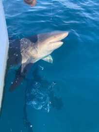 Reeling in a 400+pound bull shark created lasting memories .