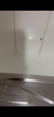 Cockroach in kitchen