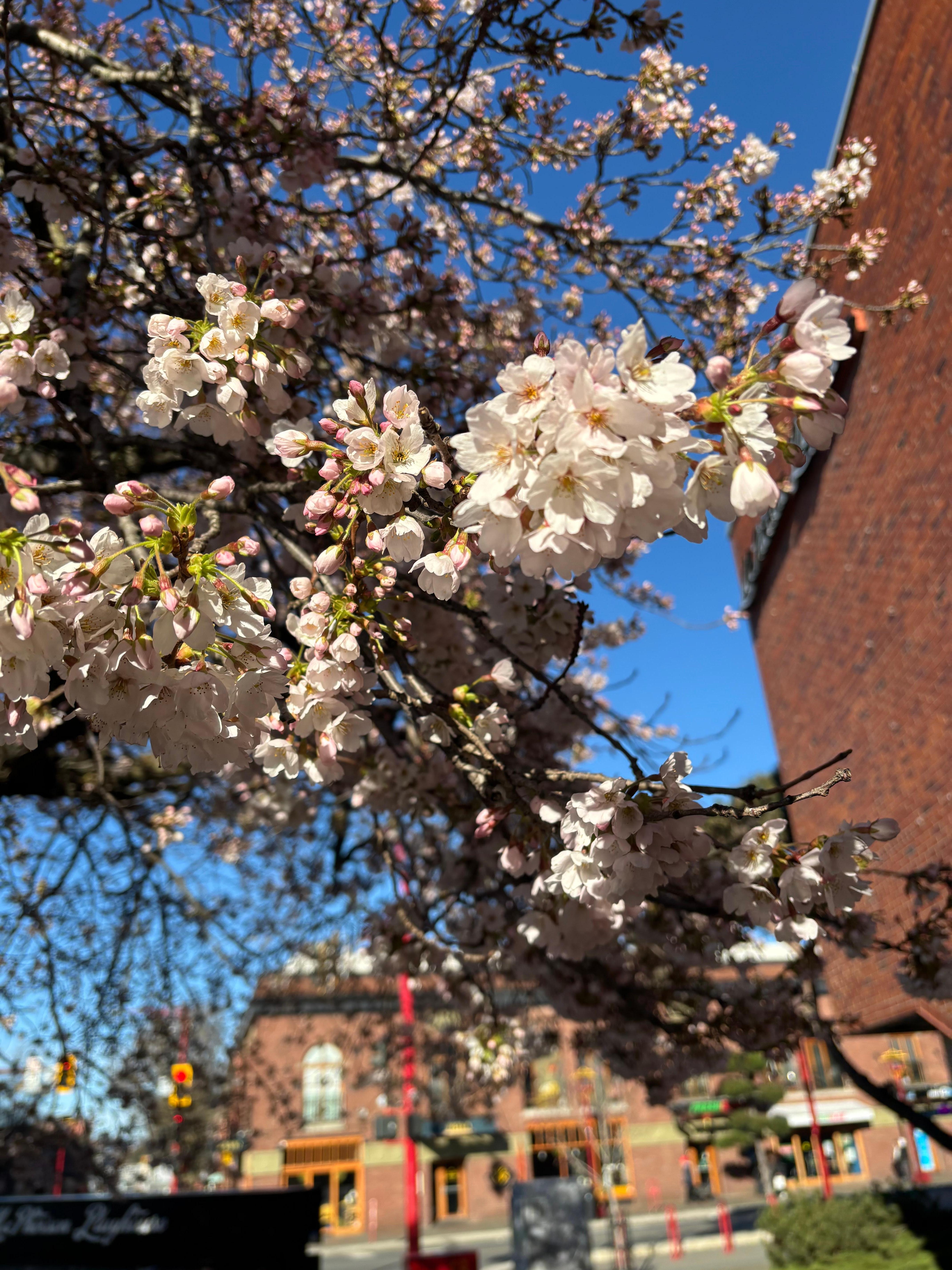 Cherry tree right outside the front door!