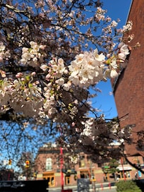Cherry tree right outside the front door!