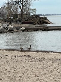 Canadian Geese at the inlet beach. Multiple ducks in the area as well. April 2026
