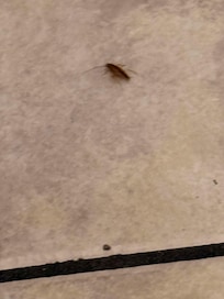 Cockroach