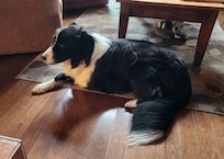 Colt relaxing in the cabin.