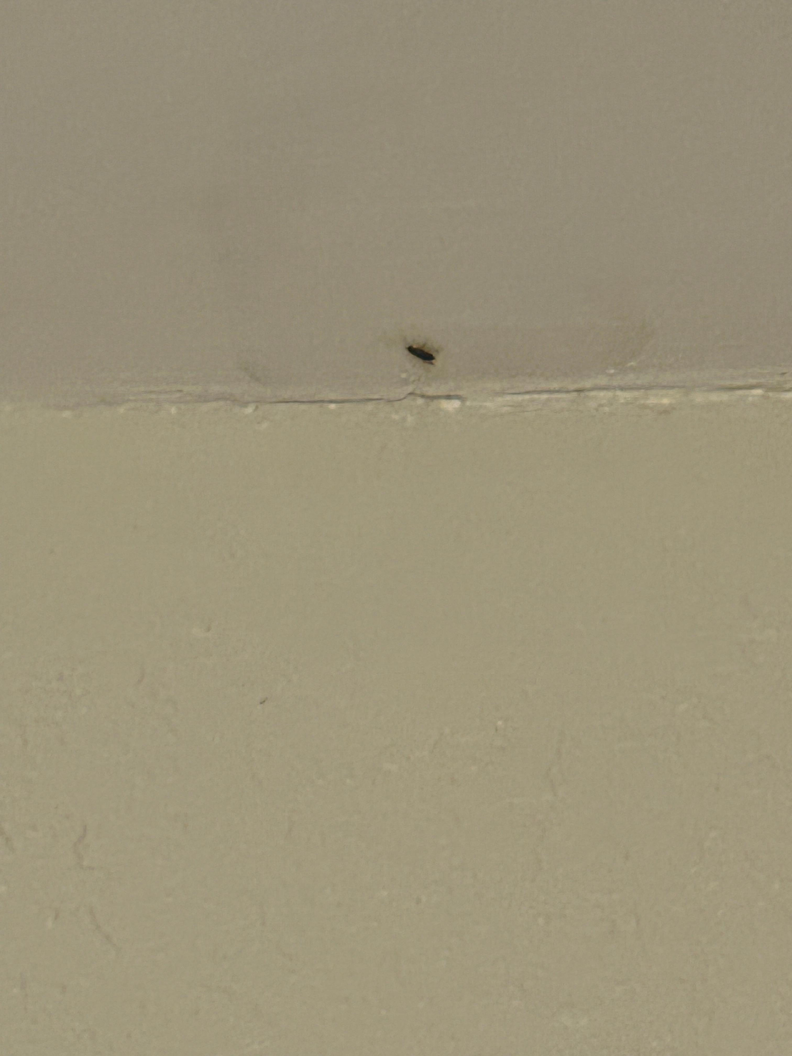 Roaches in main area