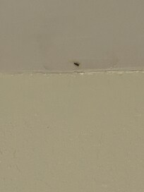 Roaches in main area