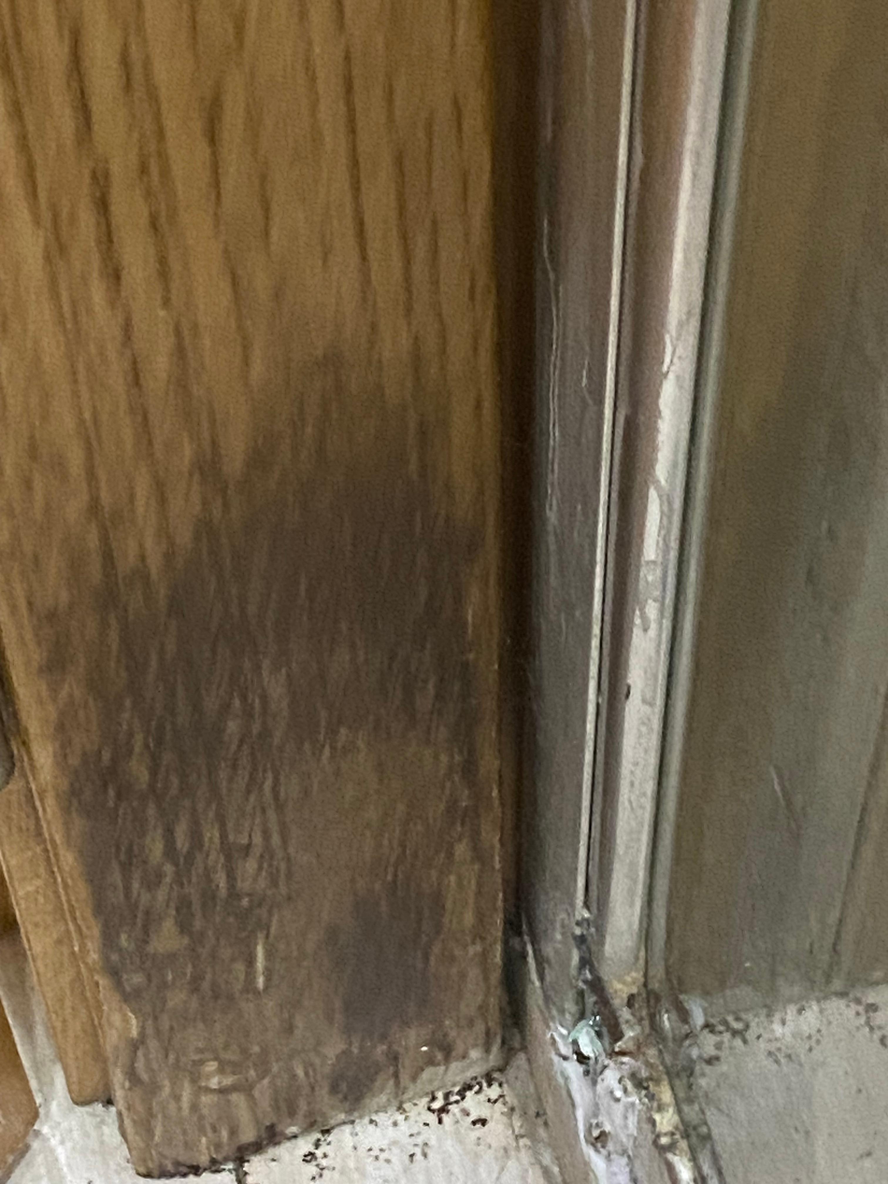 Mould damp wood panel 