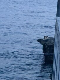Sea lions at the end of the dock.