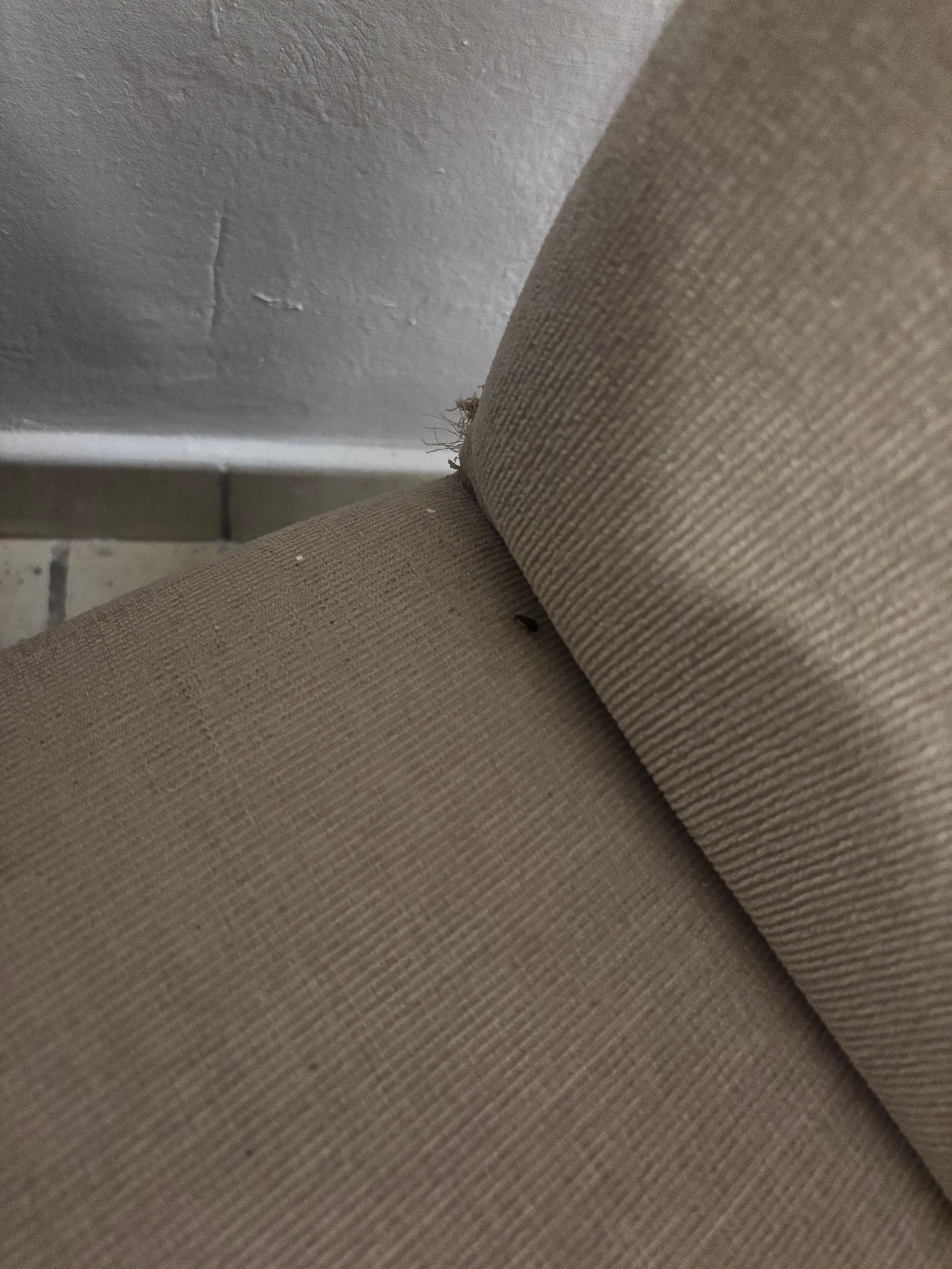 Roach on chair