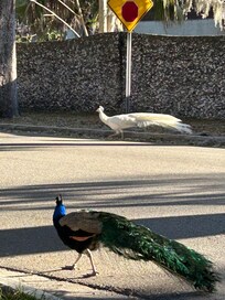 Peacocks right behind the hotel.