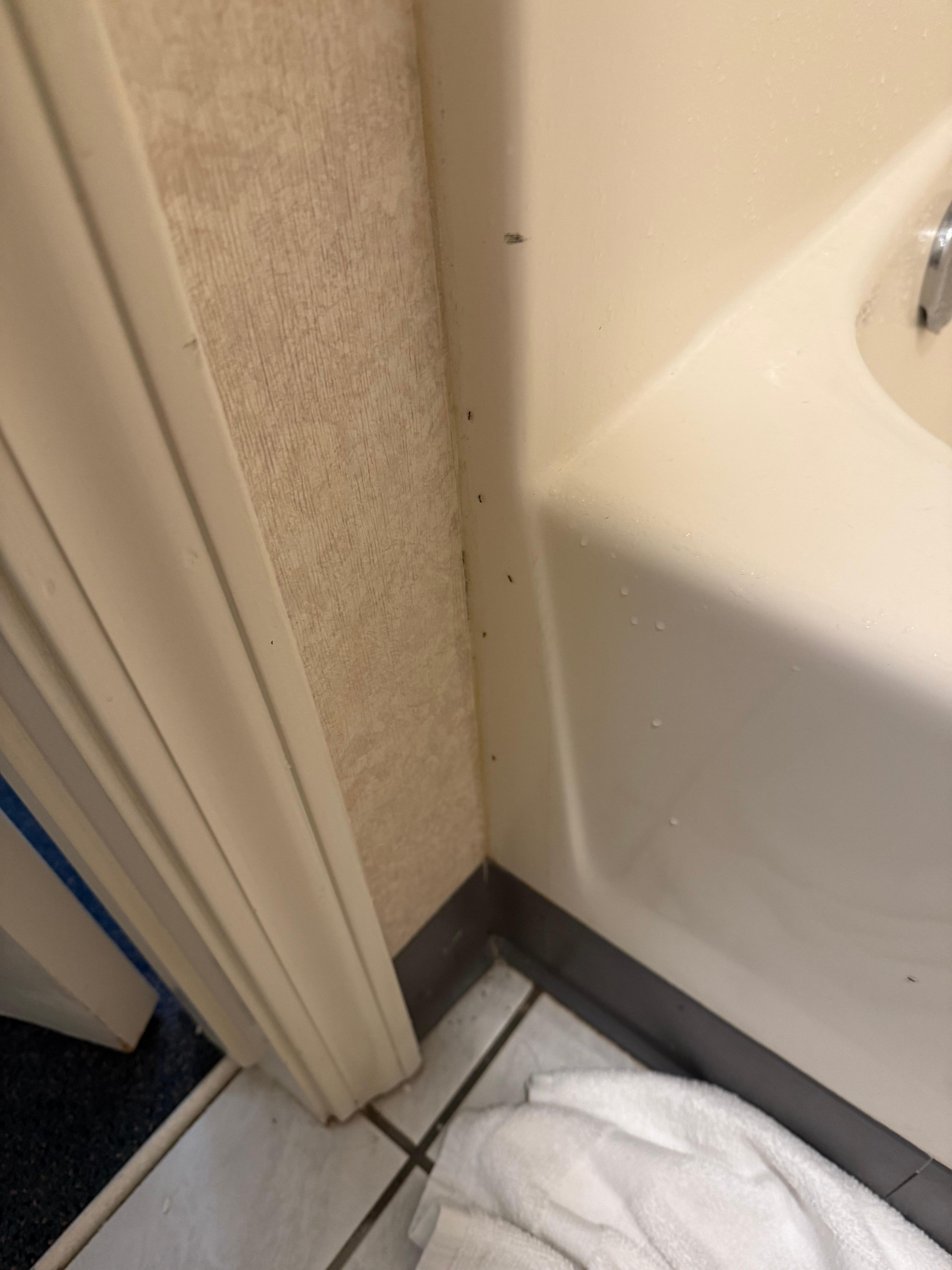 Ants in the bathroom