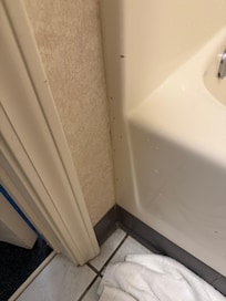 Ants in the bathroom