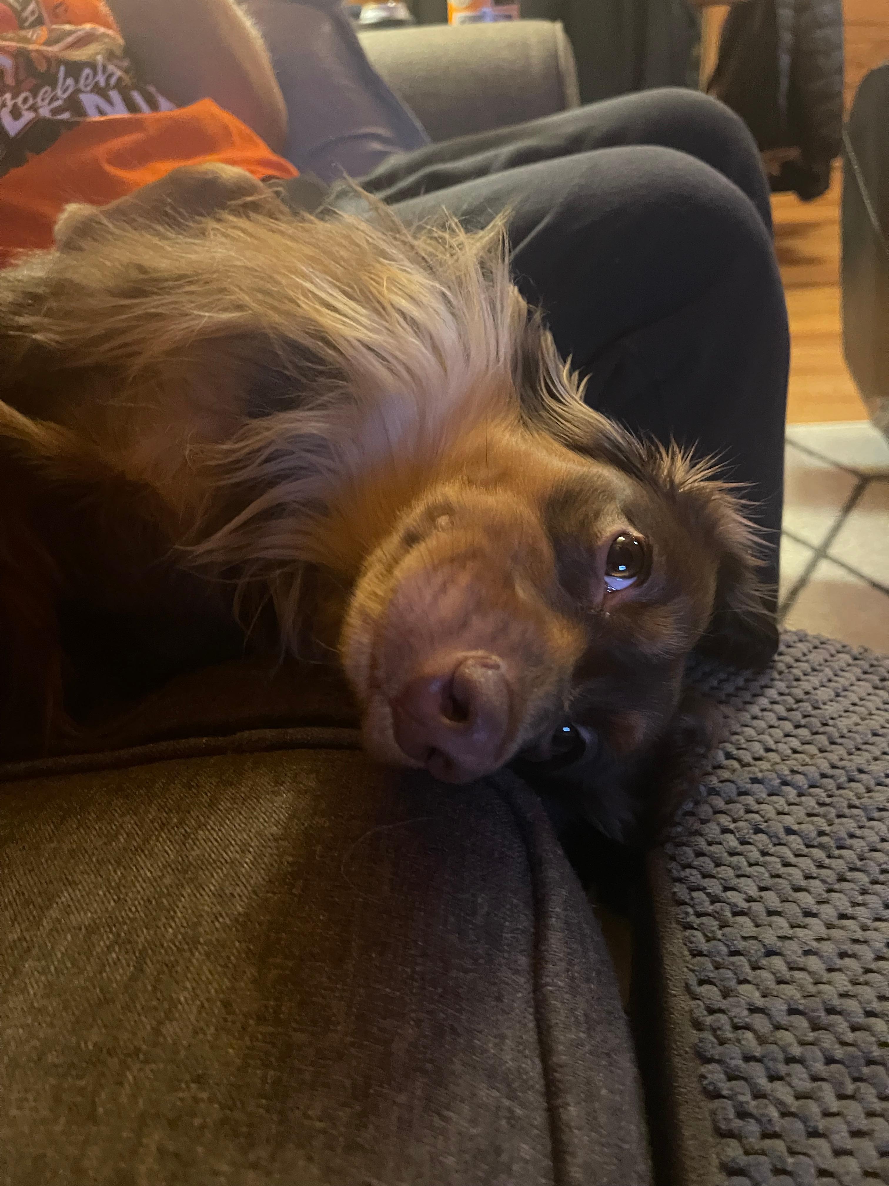 Petey was in total comfort !! 