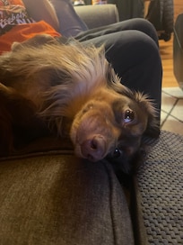 Petey was in total comfort !!