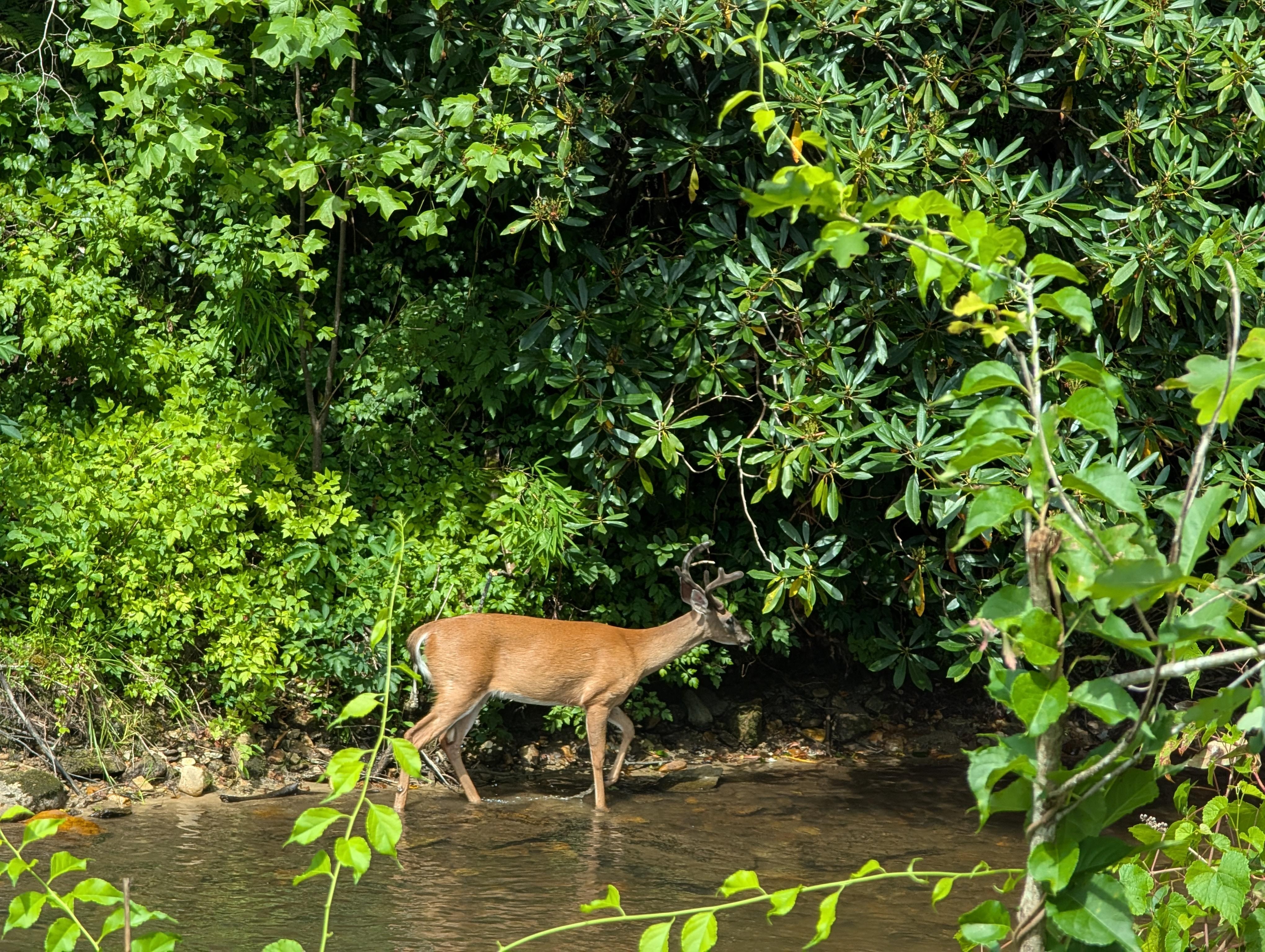 Deer we saw while fishing in the mountains.