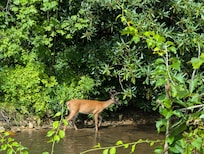 Deer we saw while fishing in the mountains.