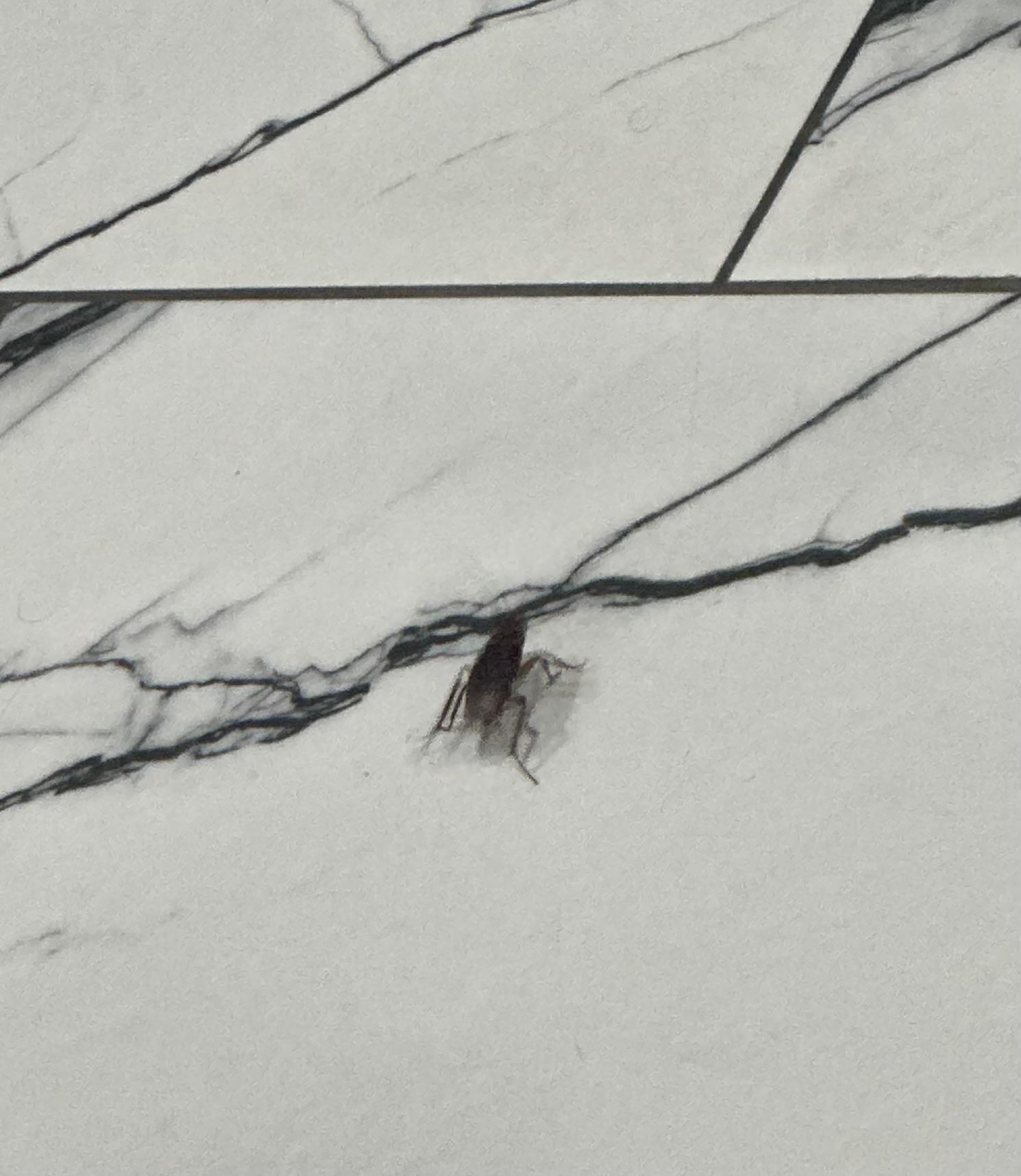 Roach in the living room 