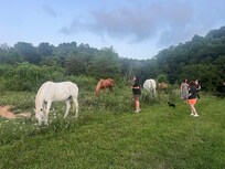 The horses!!