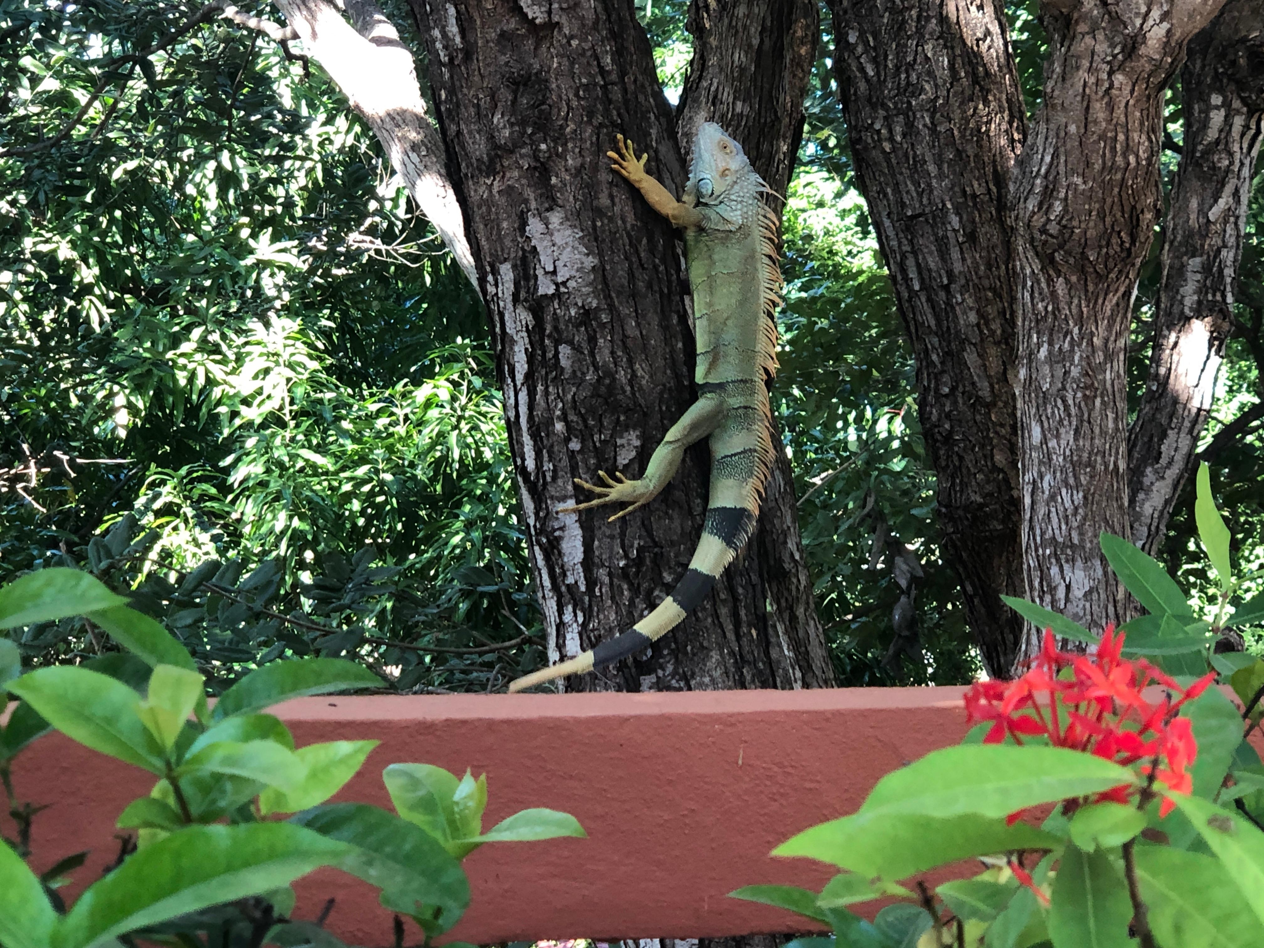 Iguana 