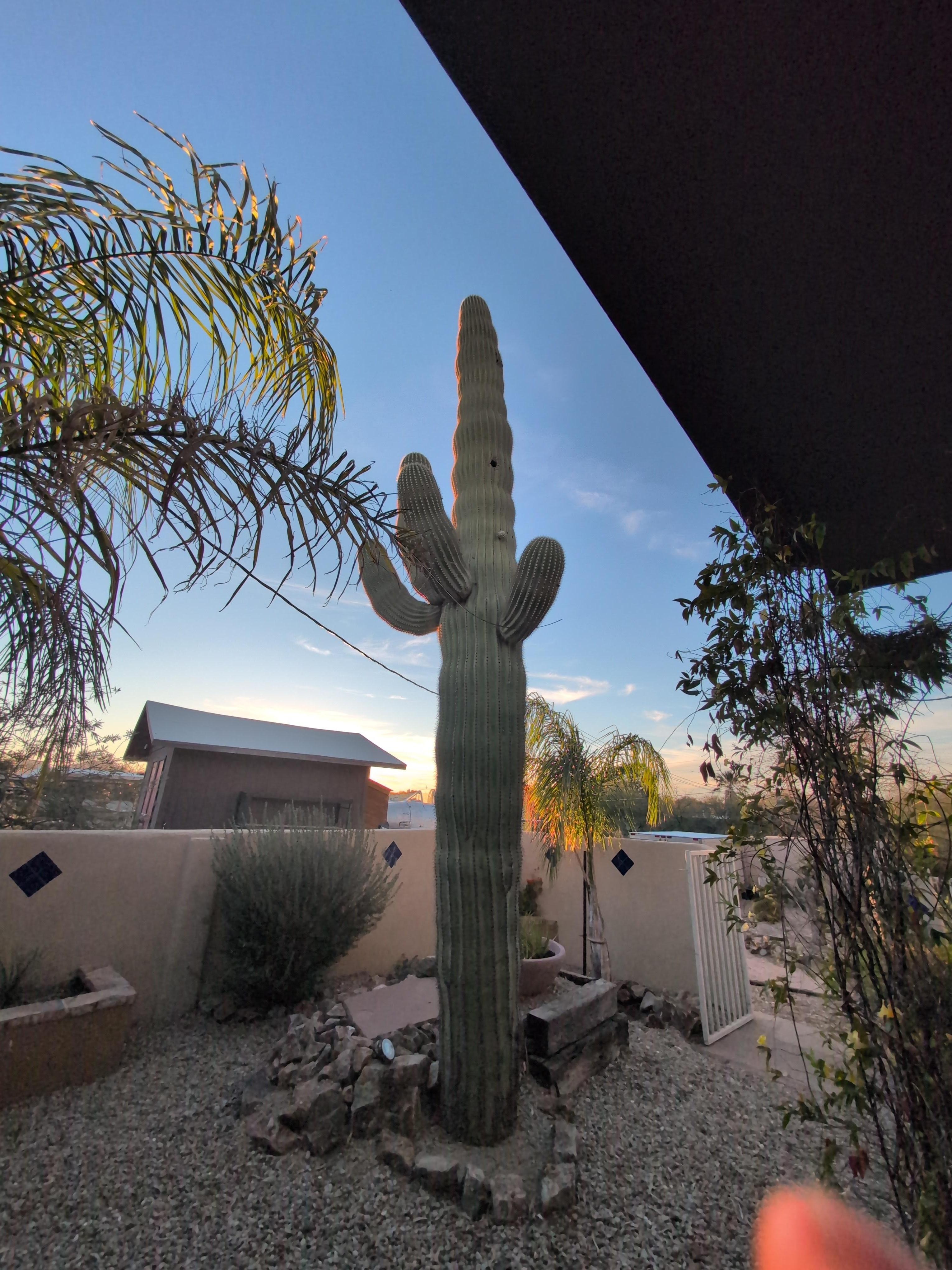 Backyard Saguaro
