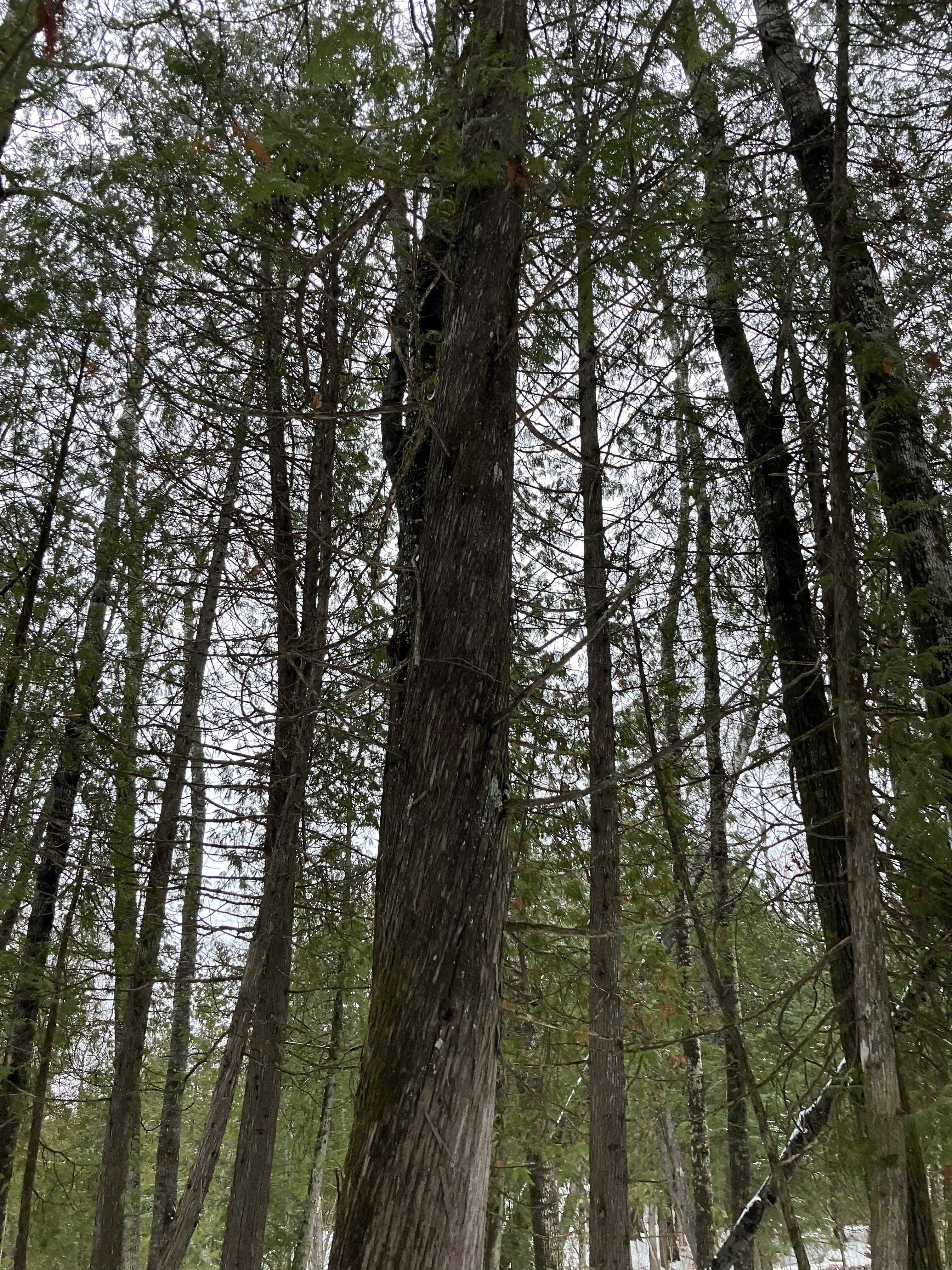 Ancient Cedar Forest is in Tower MN… a lovely hike away from snowmobiles, through old growth forest.