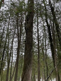 Ancient Cedar Forest is in Tower MN… a lovely hike away from snowmobiles, through old growth forest.