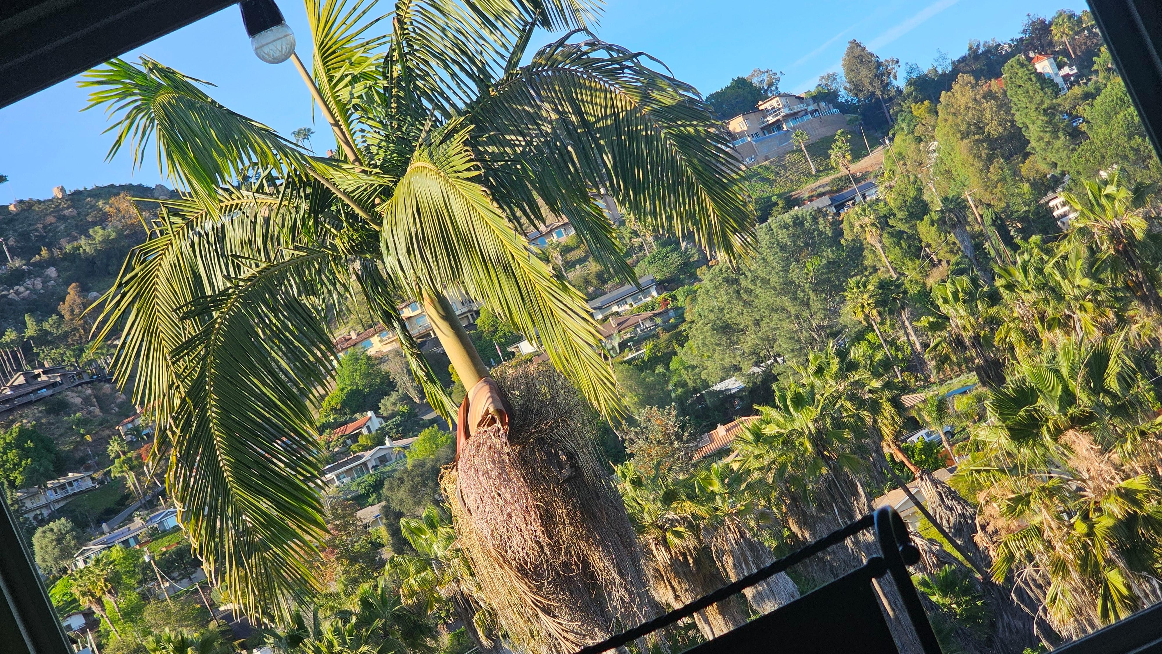 From the head of the upstairs dinner table.