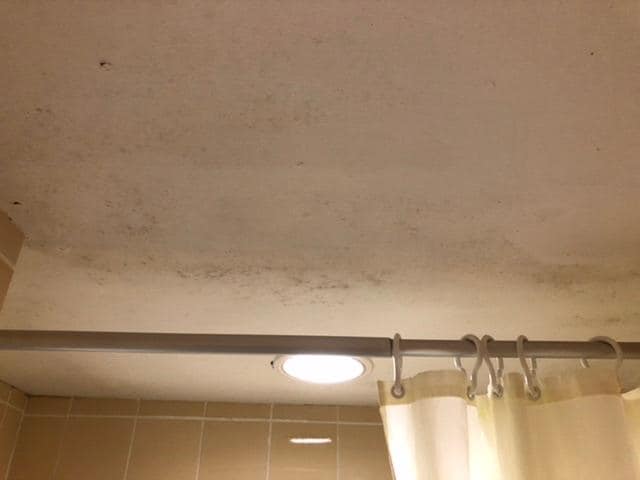 Mug og skimmelsvamp på loftet