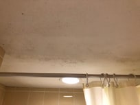 Mug og skimmelsvamp på loftet