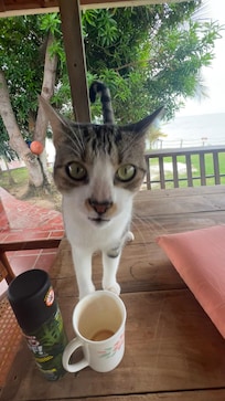 Kitty was attentive and playful. A real welcoming committee.