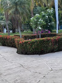 Garden areas