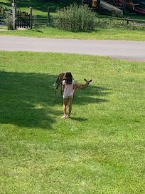 Deer everyday in the back..