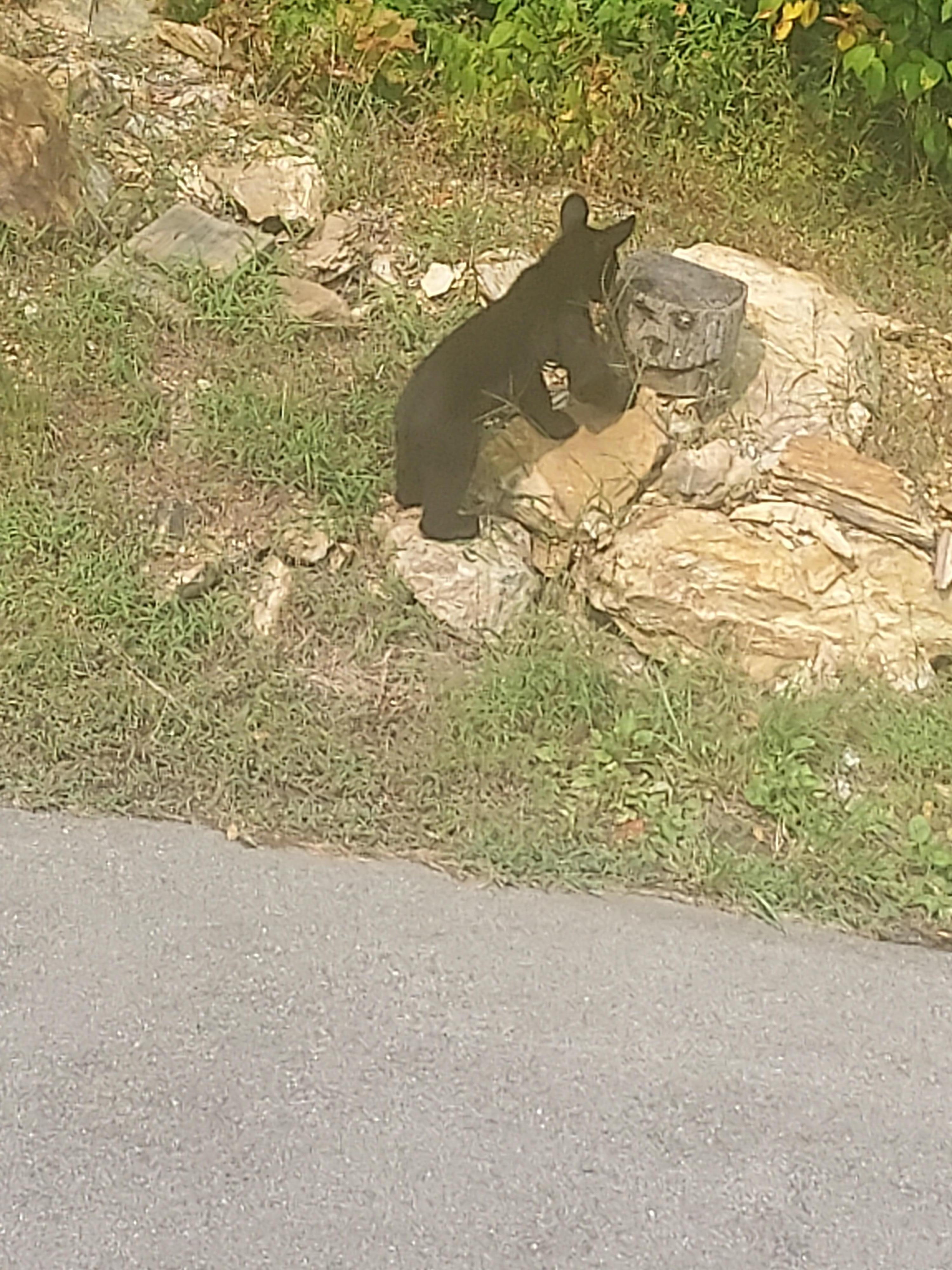 This baby bear came up Friday after we took trash out.