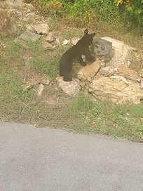 This baby bear came up Friday after we took trash out.