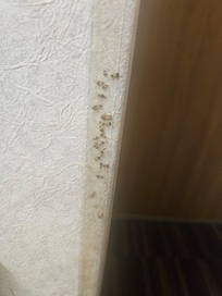 Unknown types of dead bugs